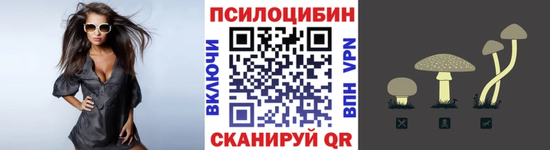 купить   Алатырь  Псилоцибиновые грибы Cubensis 