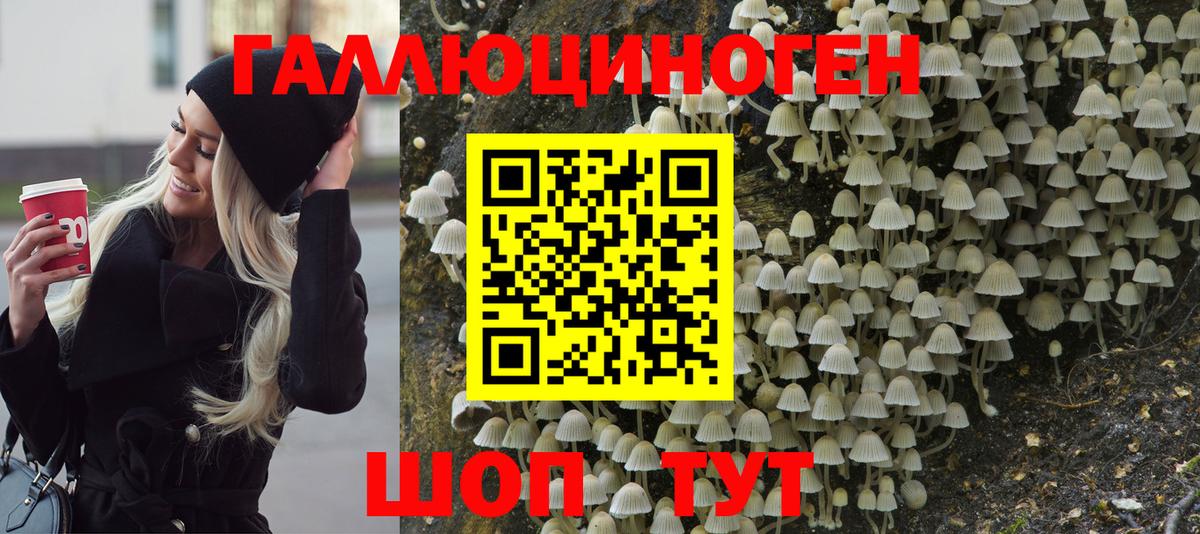 Псилоцибиновые грибы Psilocybe Алатырь